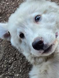 Cuccioli maremmani abruzzesi