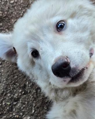 Cuccioli maremmani abruzzesi