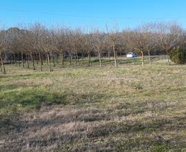 Terreno agricolo a Sinalunga