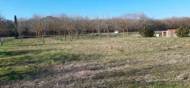 Terreno agricolo a Sinalunga