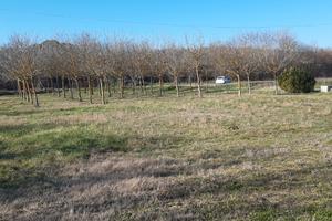 Terreno agricolo a Sinalunga