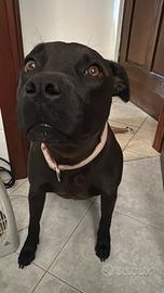 Pitt femmina