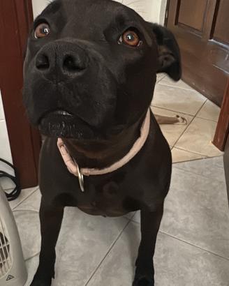 Pitt femmina