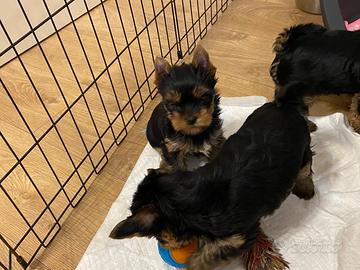 Yorkshire cuccioli con pedigree e Test genetici