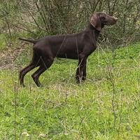 Cuccioli kurzhaar disponibili età tre mesi