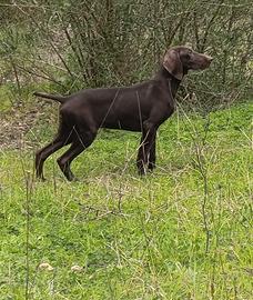 Cuccioli kurzhaar disponibili età tre mesi