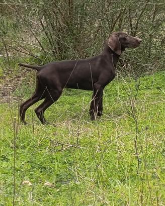 Cuccioli kurzhaar disponibili età tre mesi
