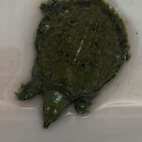 TARTARUGA: trionyx sinensis