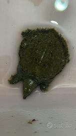 TARTARUGA: trionyx sinensis