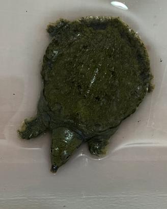 TARTARUGA: trionyx sinensis