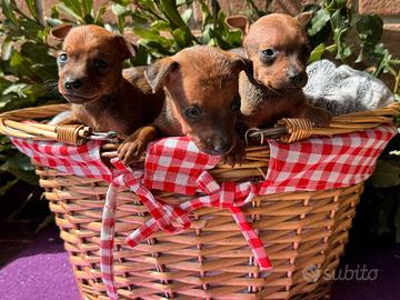 Pinscher nano