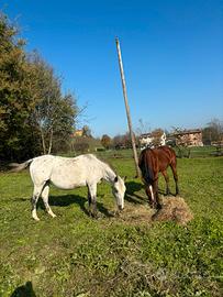 Cavalla appaloosa del 2012 documenti Apa