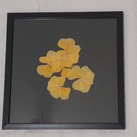 Quadri decorativi con fiori pressati 