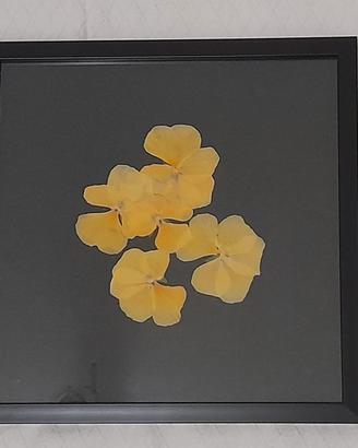 Quadri decorativi con fiori pressati 