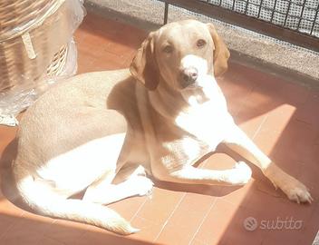 Cane femmina