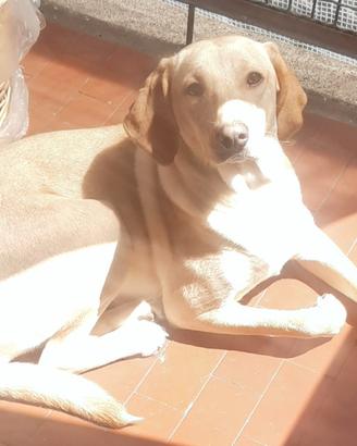 Cane femmina