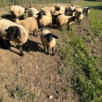 Pecore e montoni Suffolk