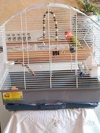 Inseparabile maschio