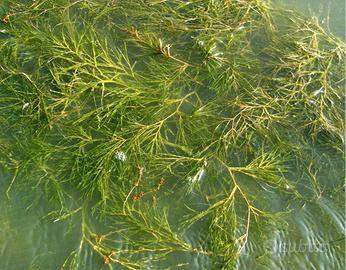 piante laghetto sommerse