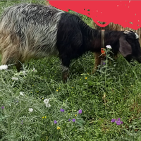 Capre un maschio e una femmina