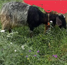 Capre un maschio e una femmina