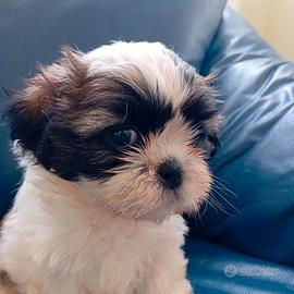 Cuccioli shitzu