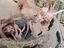 Immagine 4
