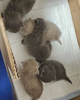 British Shorthair
