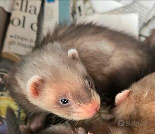 Furetto baby femmina
