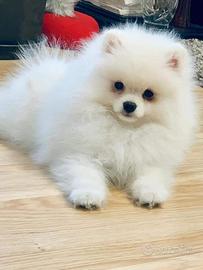 Pomerania