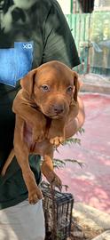 Pitbull