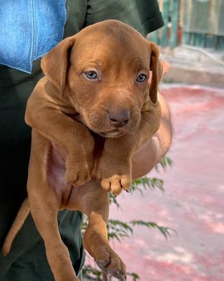 Pitbull