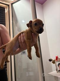 Cuccioli Pincher nano incrociati con chihuahua toy