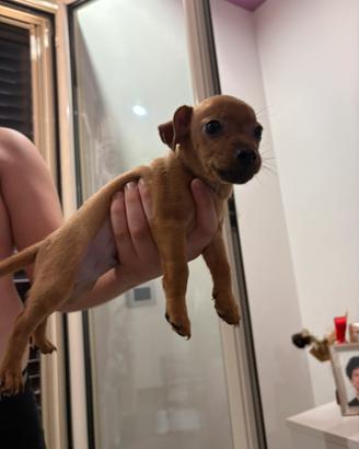 Cuccioli Pincher nano incrociati con chihuahua toy