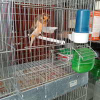 Uccelli migliorati york