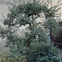 ulivo