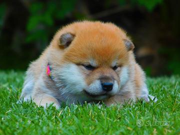 Stupendi cuccioli Shiba