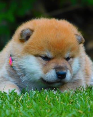 Stupendi cuccioli Shiba