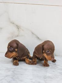Bassotto femmine con pedigree