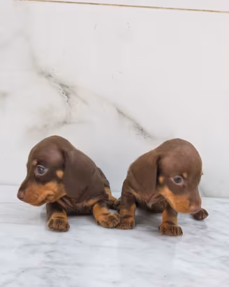 Bassotto femmine con pedigree
