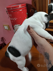 Bulldog francese