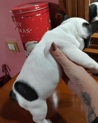 Bulldog francese