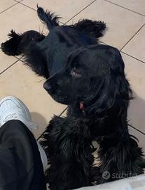 Cedosi cane