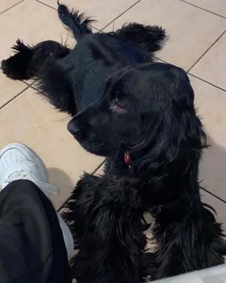 Cedosi cane