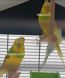 Cocoriti più gabbia