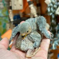 Pulli inseparabili DA IMBECCO