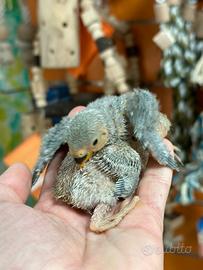 Pulli inseparabili DA IMBECCO