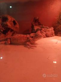 Teca pogona