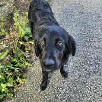 Cucciolo breton mix in adozione