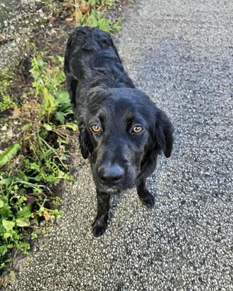 Cucciolo breton mix in adozione